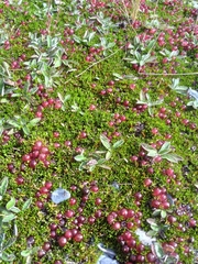 Coprosma atropurpurea