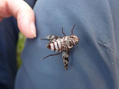 Pelecorhynchus nigripennis