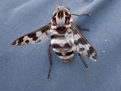Pelecorhynchus nigripennis