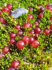 Coprosma atropurpurea
