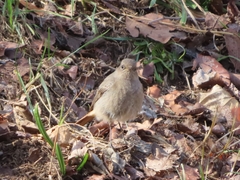 Phoenicurus ochruros