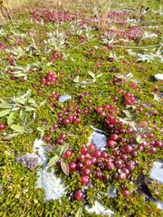 Coprosma atropurpurea