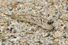 Periophthalmus argentilineatus