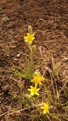 Hypoxis argentea