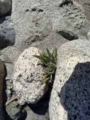 Dudleya saxosa