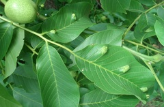 Aceria erinea