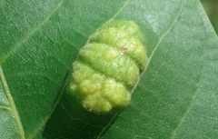 Aceria erinea