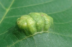 Aceria erinea
