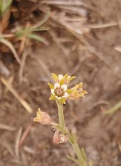 Aspidoglossum lamellatum