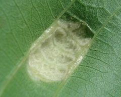 Aceria erinea