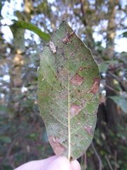 Phyllonorycter messaniella