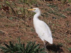 Bubulcus ibis