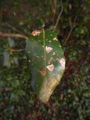 Phyllonorycter messaniella