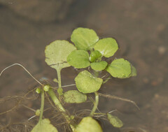 Callitriche heterophylla
