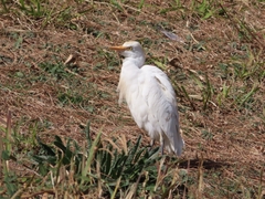 Bubulcus ibis