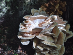 Bondarzewia kirkii