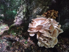 Bondarzewia kirkii