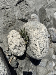 Dudleya saxosa