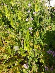 Scandix pecten-veneris