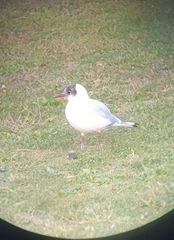 Chroicocephalus ridibundus