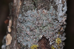 Punctelia subrudecta