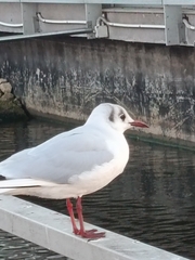 Chroicocephalus ridibundus