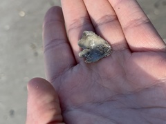 Plicatula gibbosa