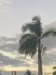 Roystonea borinquena