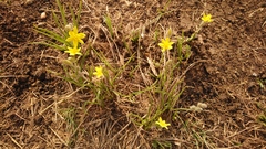 Hypoxis argentea