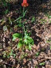 Fritillaria recurva
