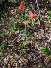Fritillaria recurva