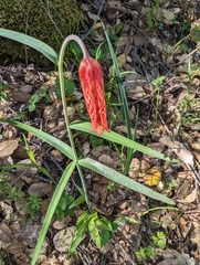 Fritillaria recurva