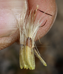 Ericameria discoidea