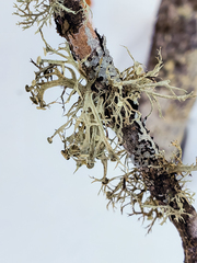Ramalina dilacerata
