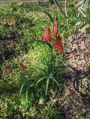 Fritillaria recurva