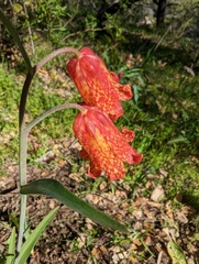 Fritillaria recurva