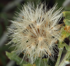 Ericameria discoidea