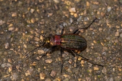 Carabus lineatus lateralis