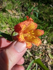 Fritillaria recurva