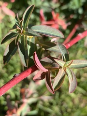 Euphorbia oblongata