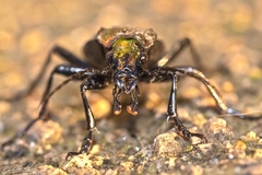 Carabus lineatus lateralis