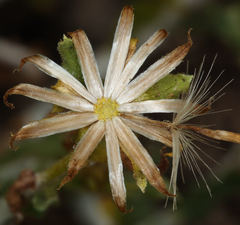 Ericameria discoidea
