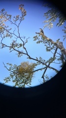 Pygarrhichas albogularis