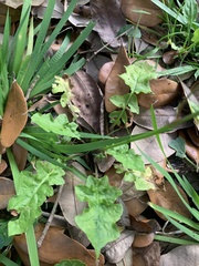 Youngia
