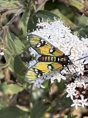 Chrysocale principalis