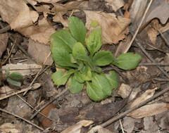 Erigeron pulchellus