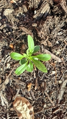 Lactuca virosa