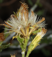 Ericameria discoidea