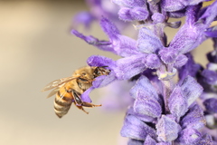 Apis mellifera