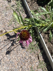 Echinacea purpurea